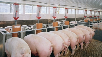 Giá heo hơi hôm nay 17/10: Ba miền lặng sóng, giữ ở ngưỡng 50.000 - 54.000 đồng/kg