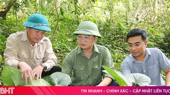 "Bom hạt giống" hướng đến phục hồi, phát triển rừng bền vững