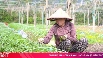 ឃ្លាំងគ្រាប់ពូជបន្លែធំជាងគេនៅ Ha Tinh ត្រៀមផ្គត់ផ្គង់ផលិតកម្មដំណាំរដូវរងា។
