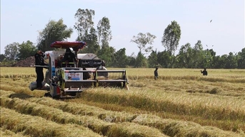 Mối nguy lúa cỏ trên đồng ruộng ở Đồng bằng sông Cửu Long