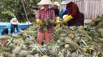 Dứa Đồng Tháp Mười có giá và đầu ra thuận lợi trong mùa lũ