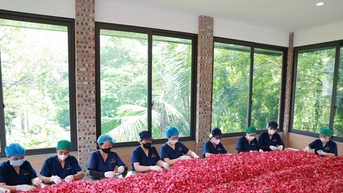 Bông hồng trên đất Xuân Mai