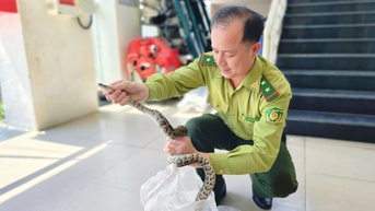 Thăm dớn bắt cá phát hiện trăn đất quý hiếm, người dân ở TP.HCM giao kiểm lâm