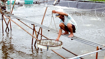 Thu hoạch thủy sản đạt hơn 7,26 triệu tấn