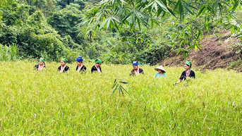 Nghe An៖ ពិធី​បុណ្យ​ស្រូវ​ថ្មី​របស់​ជនជាតិ​ខ្មែរ​នៅ​ឃុំ​ខ្ពង់រាប