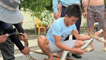 ខេត្ត Khanh Hoa ៖ ប្រជាពលរដ្ឋ​បាន​ប្រគល់​ពស់ថ្លាន់​ប្រវែង​២​ម៉ែត្រ​