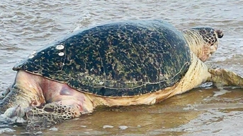 ムイネーでウミガメが「落下」して海岸に打ち上げられる