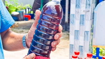 រសជាតិប្រៃនៃទឹកត្រី