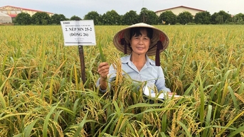 អ្នក​ដែល​«សាប​ព្រោះ​មាស»​នៅ​វាល​ស្រែ​នៃ​ស្រុក​កំណើត
