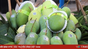 ដំណើរនៃស្វាយពីសួនច្បារទៅកាន់ពិភពលោក