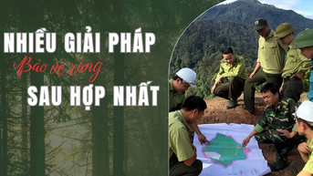 ដំណោះស្រាយជាច្រើនដើម្បីការពារព្រៃឈើបន្ទាប់ពីការរួមបញ្ចូលគ្នា