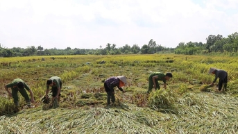 នគរបាល​ឃុំ​អូរ​ដង់​ចុះ​ទៅ​ស្រែ​ជួយ​ប្រជាពលរដ្ឋ​ច្រូត​ស្រូវ។
