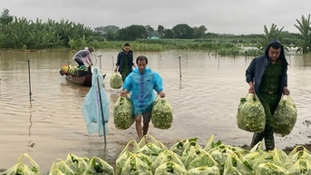 Minh Chau មានភាពធន់នឹងព្យុះ និងទឹកជំនន់