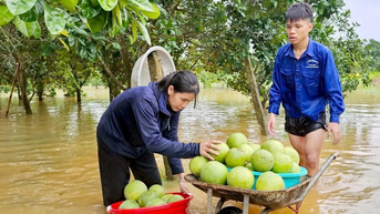 ថាក់បា៖ ក្រូចថ្លុងពិសេស ដាយមិញ ជាង ១៥០ ហិកតា ត្រូវលិចក្នុងទឹកក្នុងរដូវប្រមូលផល។