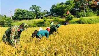 រដូវប្រមូលផលនៅ A Luoi