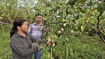 Bac Ninh៖ ការកសាងផែនទីកសិកម្មសម្រាប់តំបន់ដាំដុះផ្លែឈើសំខាន់ៗ