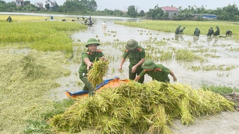 ច្រូតស្រូវពេលយប់ដោយចង្កៀង