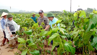 ឡៅ កៃ៖ តំបន់​ដើម​ស្វាយ​ជា​ច្រើន​បាន​រង​ការ​ខូច​ខាត​យ៉ាង​ខ្លាំង​បន្ទាប់​ពី​ទឹក​ជំនន់