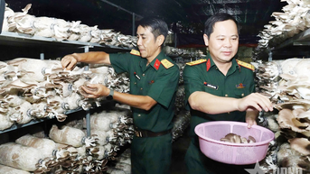 Trồng nấm bào ngư cải thiện đời sống bộ đội
