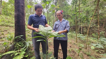 Tạo sinh kế từ trồng cây khôi nhung