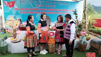 Đưa hương chè shan tuyết Suối Tọ vươn xa