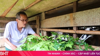 ប្រជាជនឃុំ Vu Quang រក្សាស្ថិរភាពជីវភាពរស់នៅ ដោយសារការចិញ្ចឹមពពែ។