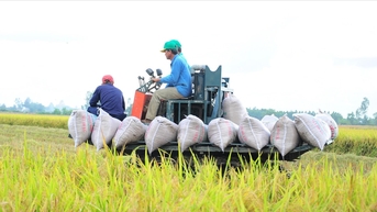 Giá lúa gạo hôm nay 20/10: Thị trường trầm lắng, giá giảm nhẹ tại một số nơi