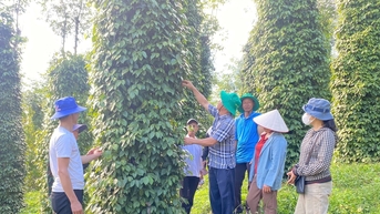 Xây dựng “lá chắn xanh” để bảo vệ môi trường