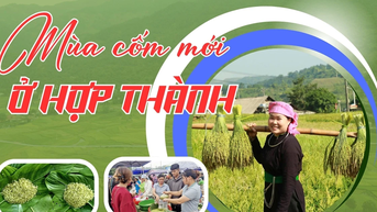 Mùa cốm mới ở Hợp Thành