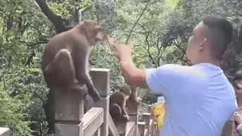 旅行中にサルの顔を平手打ちしたところ、男性観光客がそれに反発して倒れた。
