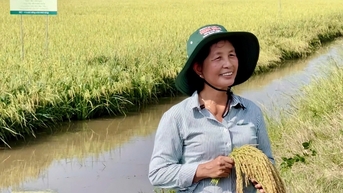 Người phụ nữ đứng sau giống lúa tỷ đô Việt Nam