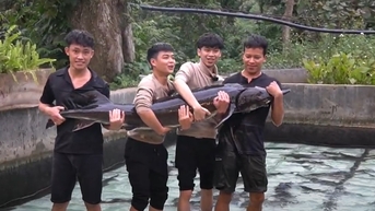 sturgeon ដ៏ធំបំផុតរបស់វៀតណាមត្រូវបានផ្តល់ជូនក្នុងតម្លៃមួយក្នុងអំឡុងពេលសប្តាហ៍ផលិតផលកសិកម្មវៀតណាមឆ្នាំ 2025