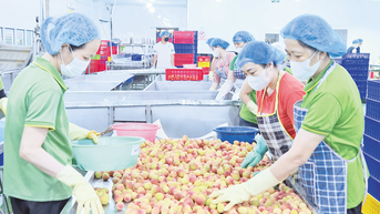 ដើម្បី​ឱ្យ​ផ្លែ​ល្មុត​សាយភាយ​ក្លិន​ក្រអូប​នៅ​រដូវ​ខ្យល់​ត្រជាក់