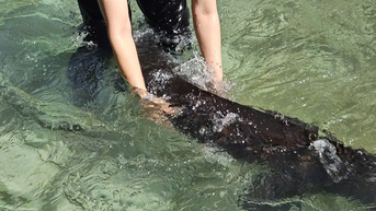 sturgeon 'យក្ស' នឹងត្រូវលក់នៅសប្តាហ៍កសិកម្មវៀតណាមឆ្នាំ 2025