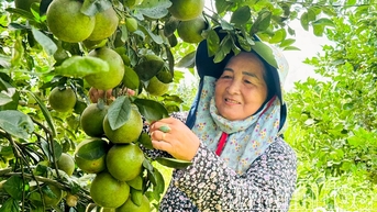Mùa cam xoàn ngọt