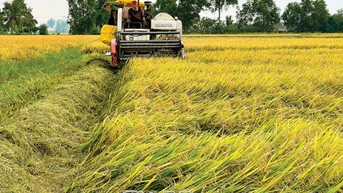Tăng giá trị lúa gạo từ chuỗi liên kết