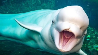 Cá voi trắng Beluga, loài vật thông minh được ví như linh hồn đại dương