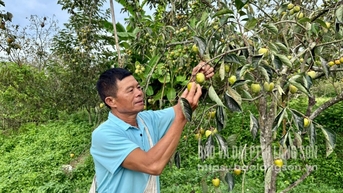 Hong Bao Lam មានការប្រមូលផលល្អ និងរក្សាតម្លៃរបស់វា។