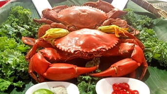 Giữa tháng 11 về tỉnh địa đầu cực Nam Tổ quốc thưởng thức cua Cà Mau