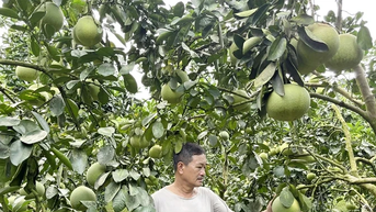 អំពីតំបន់នាំចេញក្រូចថ្លុង
