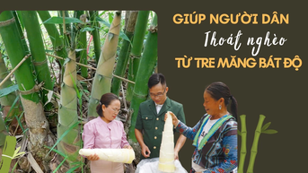 ជួយប្រជាជនឱ្យរួចផុតពីភាពក្រីក្រជាមួយទំពាំងស្នងឬស្សី