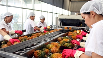 Giá nông sản hôm nay 21/10/2025: Giá lúa gạo trong nước tăng nhẹ