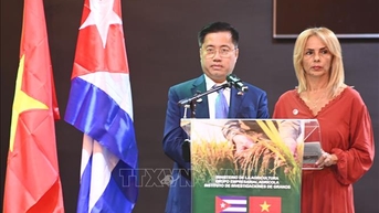 “គ្រាប់ធញ្ញជាតិមាស” នៃមិត្តភាពវៀតណាម-គុយបា