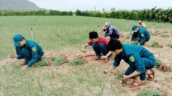 គាំទ្រការប្រមូលផលខ្ទឹមបារាំង ការពារស្រែដែលទើបនឹងសាបព្រោះមុនព្យុះ