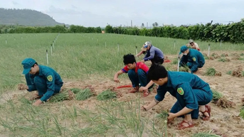 Quảng Ngãi: Người dân Lý Sơn tất bật thu hoạch hành tím trước bão số 12