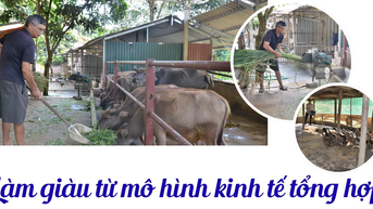 Làm giàu từ mô hình kinh tế tổng hợp