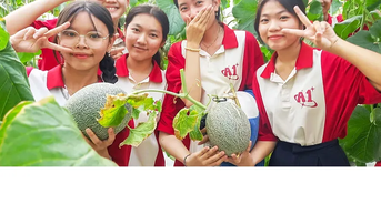 Trồng dưa lưới chất lượng cao bằng mô hình thủy canh tuần hoàn nước