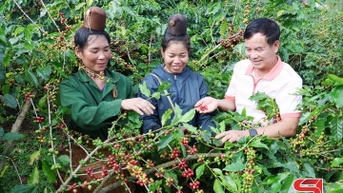 Thu hái đúng tiêu chuẩn kỹ thuật - giữ vững thương hiệu “Cà phê Sơn La”