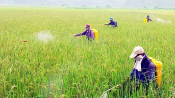 Đề xuất Danh mục thuốc bảo vệ thực vật được phép sử dụng, cấm sử dụng tại Việt Nam