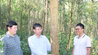 មូលដ្ឋានគ្រឹះផ្នែកច្បាប់ និងជាក់ស្តែងជួយ Nghe An អភិវឌ្ឍព្រៃឈើប្រកបដោយនិរន្តរភាព